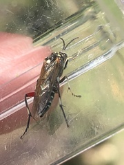 Macrophya punctumalbum