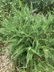 Achillea millefolium