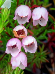 Erica capensis