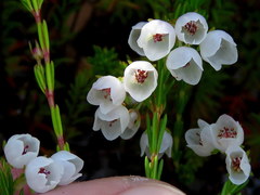 Erica capensis
