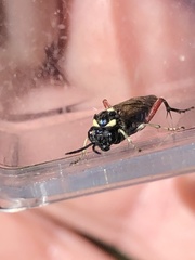 Macrophya punctumalbum