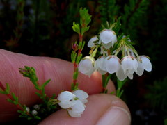 Erica capensis