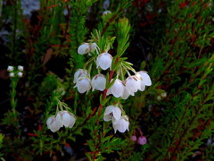 Erica capensis