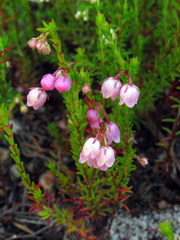Erica capensis