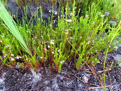 Erica capensis