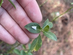 Leptosteges vestaliella