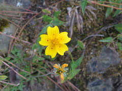 Bidens ocellata