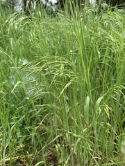 Bromus tectorum