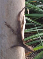 Anolis sagrei
