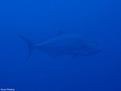 Seriola dumerili