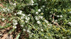 Pollichia campestris