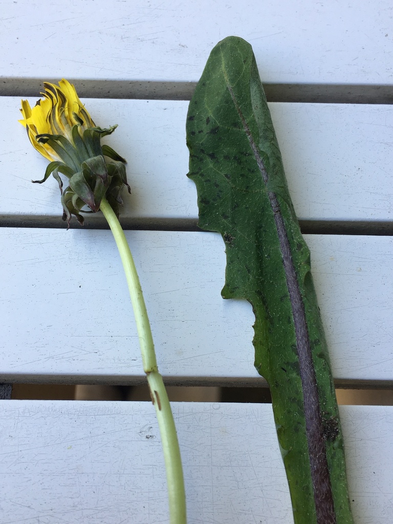 wide-stalked dandelion