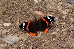 Vanessa atalanta