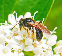 Andrena integra