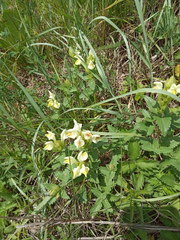 Scutellaria caucasica