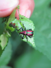 Pilolabus viridans