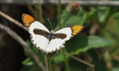 Colotis pallene