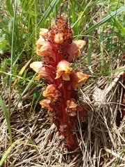 Orobanche colorata