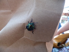 Poecilocoris splendidulus