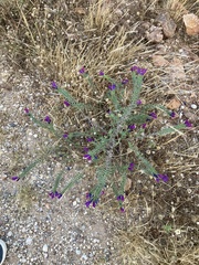 Echium sabulicola decipiens