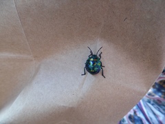 Poecilocoris splendidulus