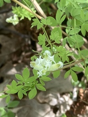Ceratocapnos claviculata
