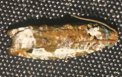 Proteoteras naracana