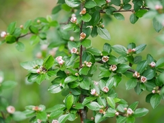 Cotoneaster integerrimus