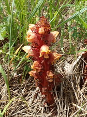 Orobanche colorata