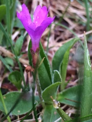 Primula integrifolia