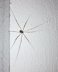 Cosmobunus granarius