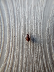 Coleoptera