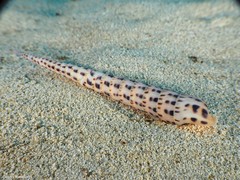Terebra corrugata
