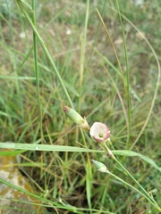 Dianthus marschallii