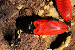 Ampedus cinnaberinus