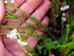 Erica capensis