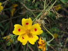 Bidens ocellata