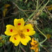 Bidens ocellatus - Photo (c) María Dolores Reyes Morales, some rights reserved (CC BY-NC-ND), uploaded by María Dolores Reyes Morales