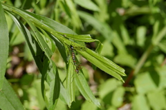 Ptychoptera contaminata