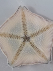 Meridiastra mortenseni