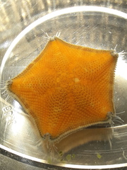 Meridiastra mortenseni