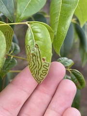 Phyllocnistis meliacella