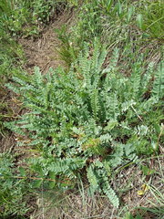 Astragalus demetrii