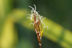 Anthoxanthum odoratum