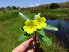 Ludwigia peploides montevidensis