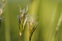 Anthoxanthum odoratum