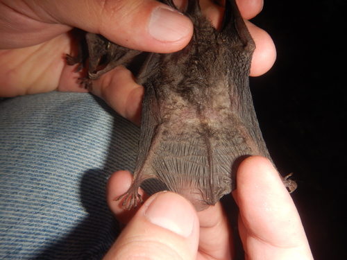 Mexican Big-eared Bat
