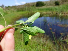 Ludwigia peploides montevidensis