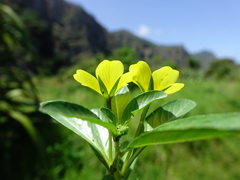 Ludwigia peploides montevidensis