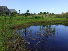 Ludwigia peploides montevidensis